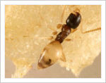滅蟻專家-螞蟻絕