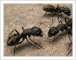 滅蟻專家-螞蟻絕